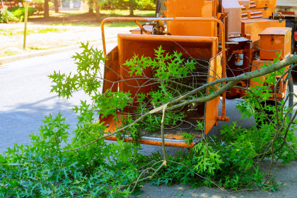 Best Tree Trimming Near Me  in Santa Clara, CA